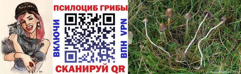 OMG зеркало  Владивосток  Псилоцибиновые грибы прущие грибы 